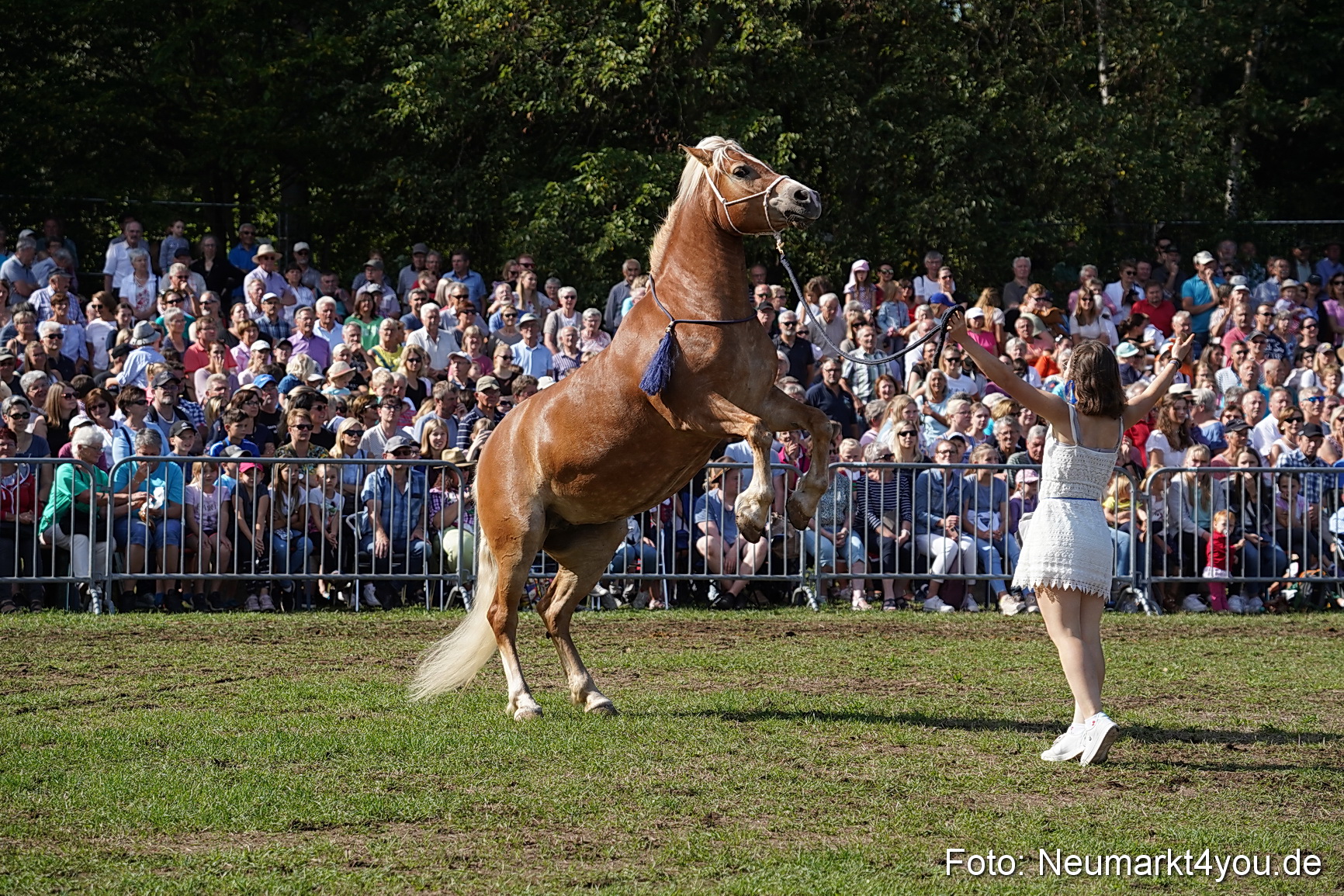 Pferde und Fohlenschau 2022 0157 